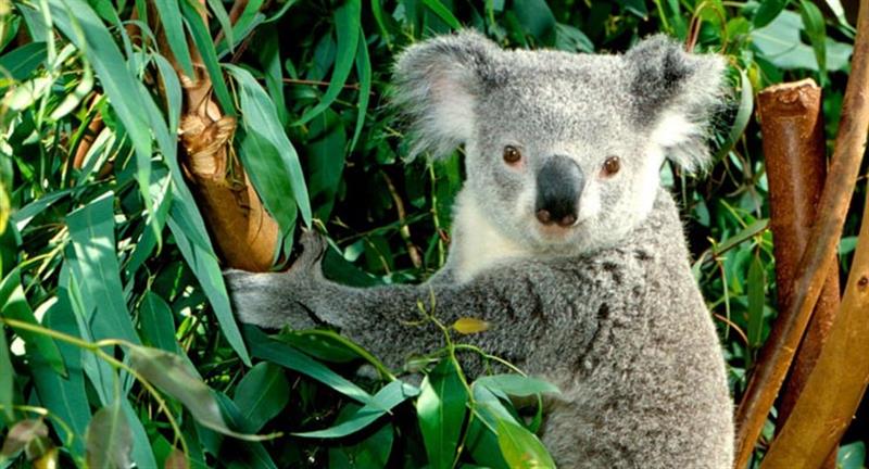 Anche il simpaticissimo koala è ghiottissimo di EUCALIPTO.